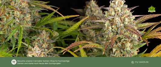 Amnesia Haze Auto ist eine Cannabissorte, die sich sowohl für Anfänger als auch für erfahrene Grower eignet.