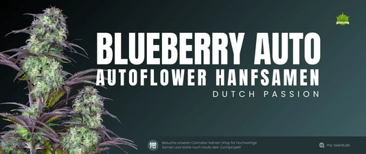 Blueberry Auto Hanfsamen von Dutch Passion mit kompaktem Wachstum, violetten Farbtönen und reichhaltigem Blaubeeraroma für Anfänger und Profis.