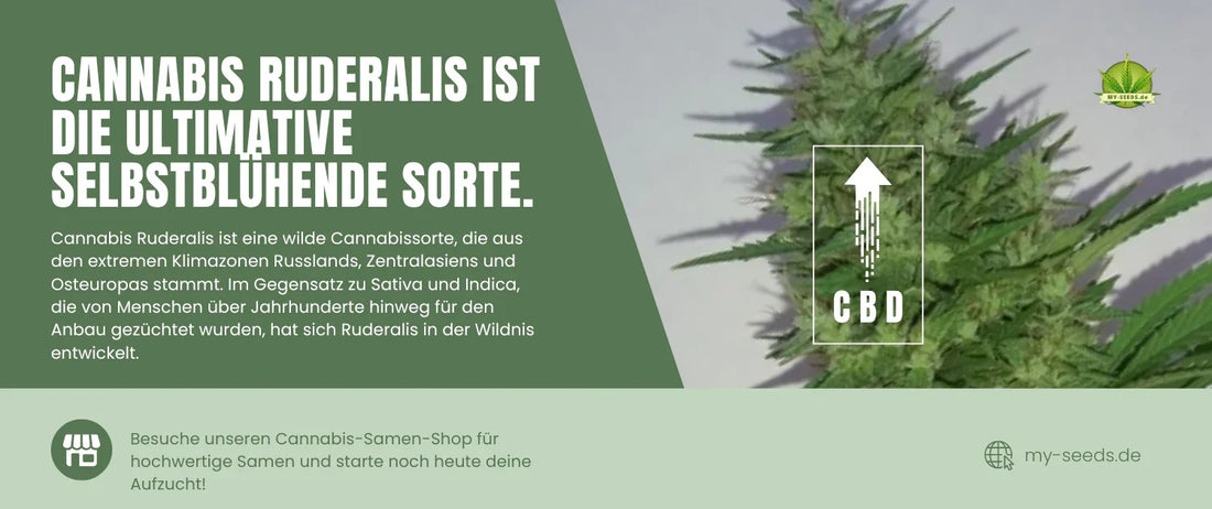 cannabis ruderalis photo