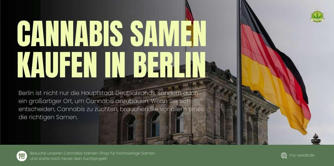 Cannabis Samen kaufen in Berlin – Die besten Samen für Ihren Anbau in der Hauptstadt.