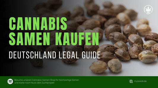 Cannabis Samen Kaufen Guide mit Nahaufnahme von Hanfsamen und Infos zur Legalität in Deutschland