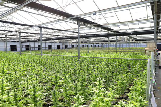 Die Unterschiede zwischen Sativa und Indica Cannabispflanzen