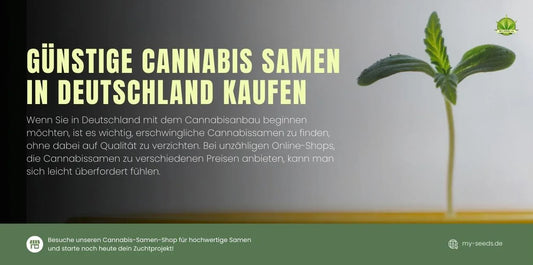 Günstige Cannabissamen in Deutschland kaufen. Tipps zur Auswahl von preiswerten, hochwertigen Samen für den Eigenanbau.