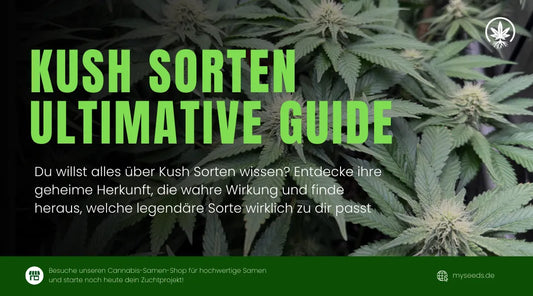 Alles, was Sie über Kush-Sorten wissen müssen