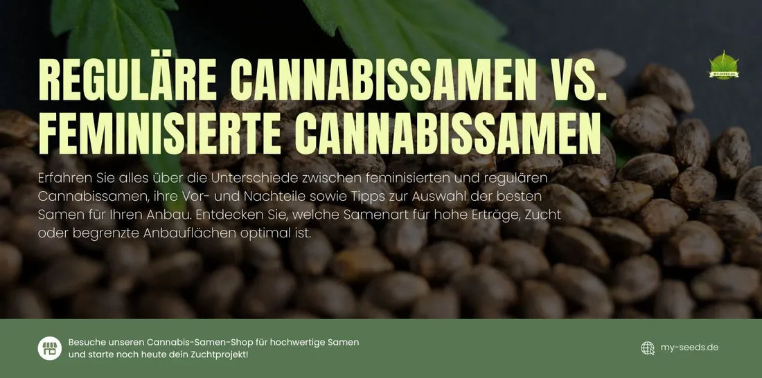 Detaillierte Übersicht über reguläre und feminisierte Cannabissamen – Tipps für Anfänger und Experten, um die ideale Samenart für ihre Anbaubedürfnisse zu finden.