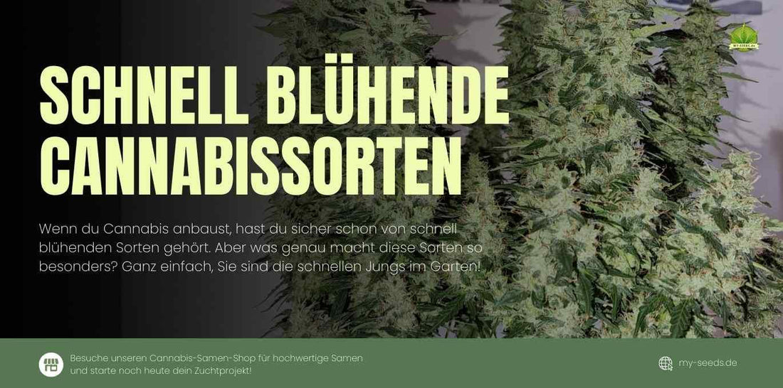 Optimale Zuchtumgebung für schnell blühende Cannabispflanzen, perfekt gepflegt.