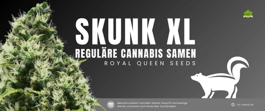 Skunk XL reguläre Samen – Blütezeit, Erntezeit und genetischer Hintergrund dieser robusten Cannabissorte mit hohen Erträgen und starker Wirkung.