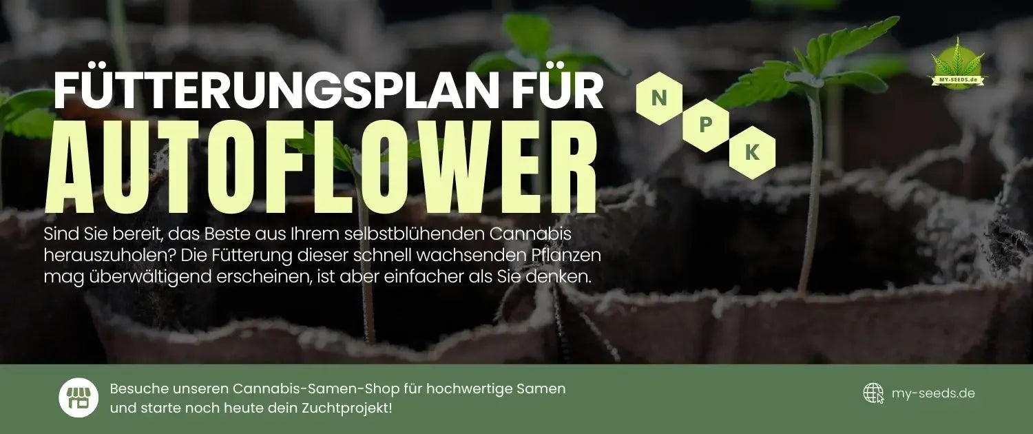 Einfacher Dngeplan fr Autoflowering-Anfnger  MySeeds.de