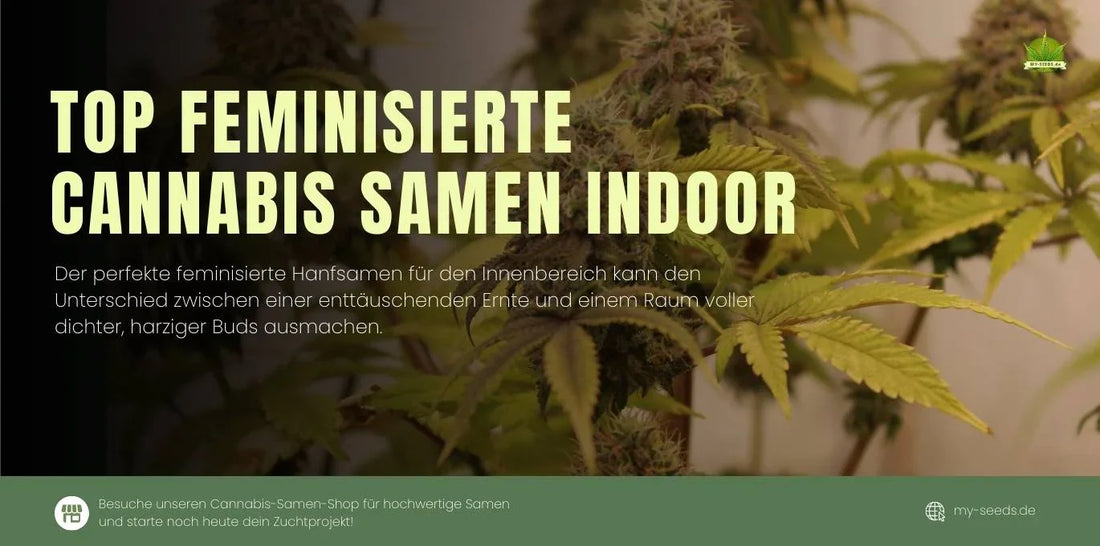 Die besten feminisierten Hanfsamen indoor – hochwertiger Indoor-Cannabis-Anbau für maximale Erträge und harzige Blüten.