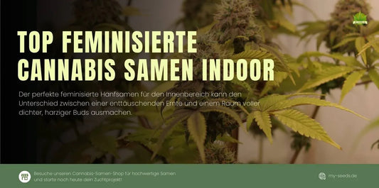 Die besten feminisierten Hanfsamen indoor – hochwertiger Indoor-Cannabis-Anbau für maximale Erträge und harzige Blüten.