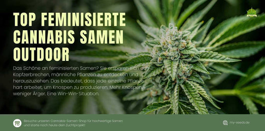 Outdoor feminisierten Cannabis Samen für ertragreiche Ernten in Deutschland