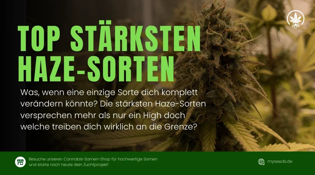 Die stärksten Haze-Sorten: Intensiver geht’s nicht