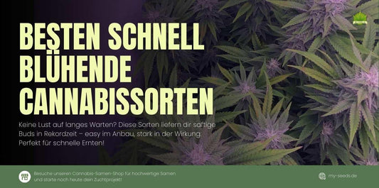 Schnell blühende Cannabissorten 2025 – Die besten Sorten im Überblick