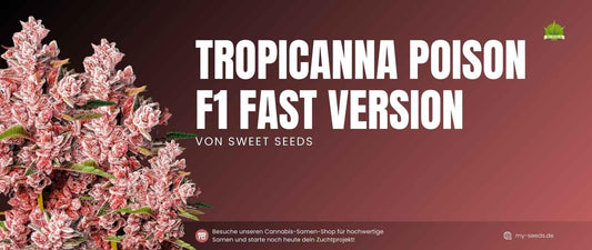 Tropicanna Poison F1 Fast Version von Sweet Seeds – feminisierte, photoperiodische Cannabis-Sorte mit hoher THC-Konzentration.