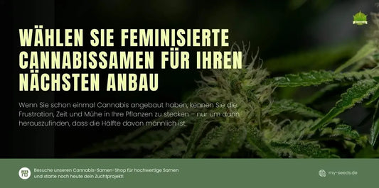 Wählen Sie feminisierte Cannabissamen für Ihren Anbau – vermeiden Sie männliche Pflanzen & steigern Sie Ihre Ernte.