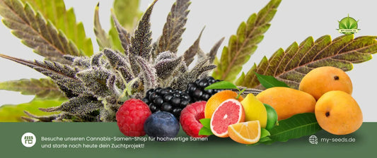 Auto Biscotti Zkittlez von 00 Seeds: Kraft und Süße vereint