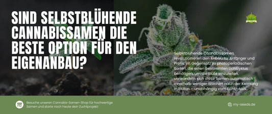 Cannabisknospe