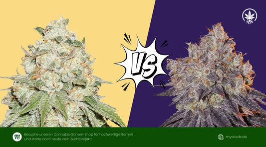 Banana Kush vs. Khalifa Kush: Das Duell der modernen Kush-Giganten