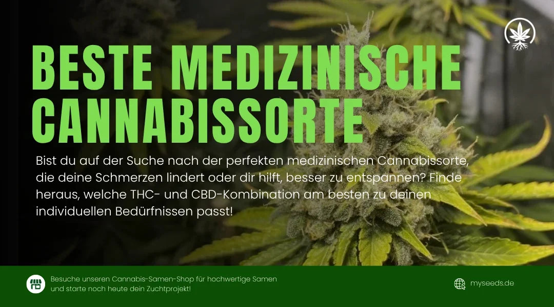 Die beste medizinische Cannabissorte für deine Bedürfnisse