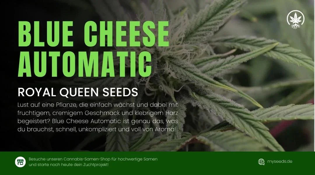 Blue Cheese Automatic Cannabis Pflanze von Royal Queen Seeds, zeigt harzreiche Buds mit fruchtigem und cremigem Geschmack.