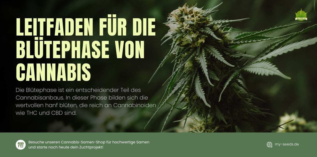 Reife Cannabisknospe rechts im Fokus, links große Überschrift ‚Leitfaden für die Blütephase von Cannabis