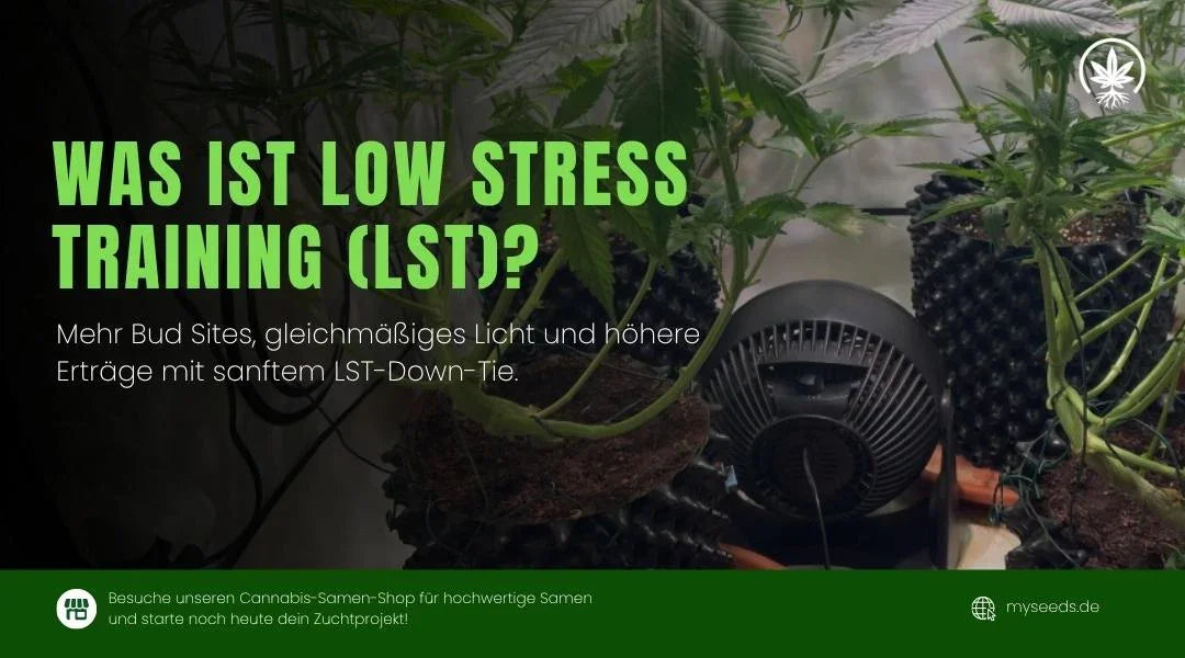 Infografik über Low Stress Training (LST) bei Cannabis mit Textvorteilen wie mehr Bud Sites, Lichtverteilung und Ertrag.