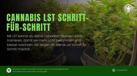 Cannabis LST Anleitung Schritt für Schritt – so trainierst du deine Pflanzen für mehr Licht und besseren Ertrag.
