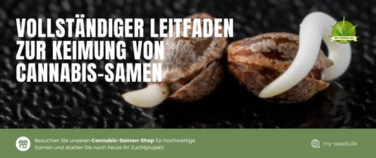 Detaillierter Leitfaden, wie man Cannabis Samen erfolgreich keimen lässt.