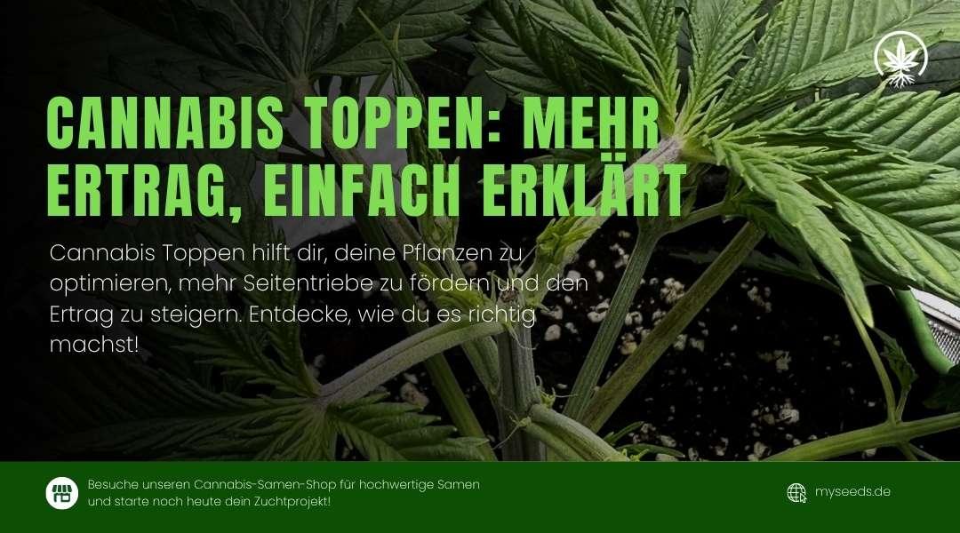 Cannabis Topping Anleitung mit Fokus auf die Pflanze, die den Ertrag durch Seitenwuchs steigert.