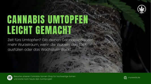 Cannabis umtopfen leicht gemacht – Zeit für einen größeren Topf bei Wurzelstau