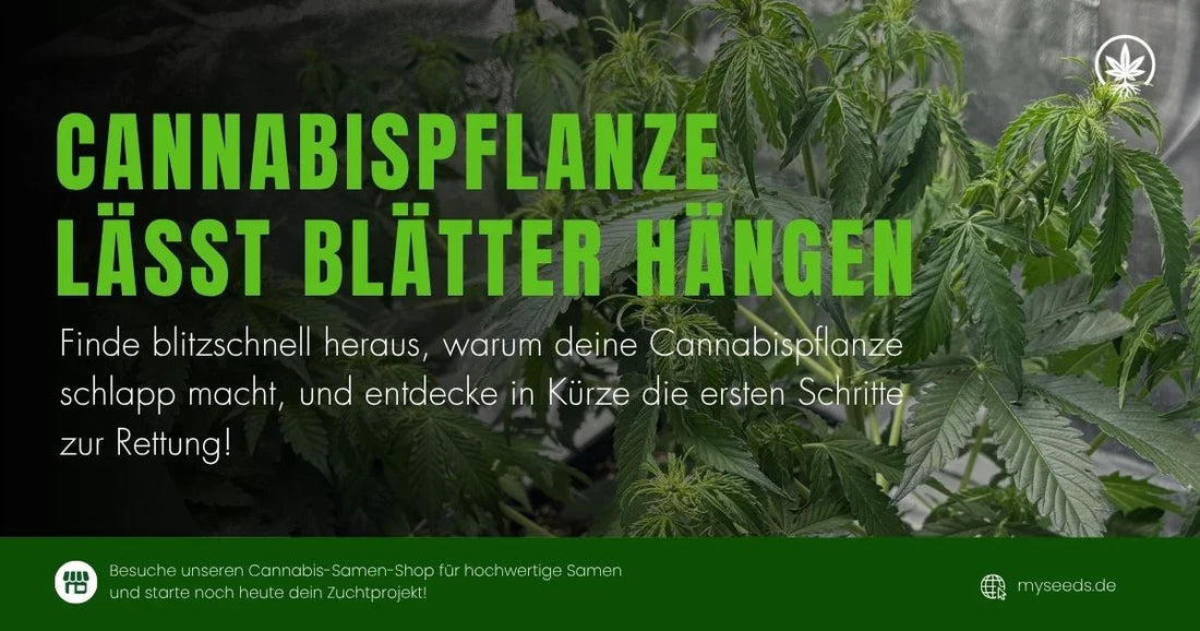 Cannabispflanze lässt Blätter hängen – Ursachen & Lösungen