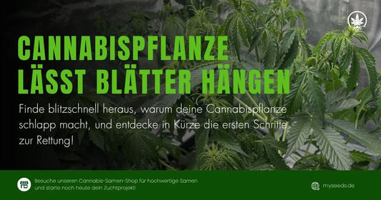 Cannabispflanze lässt Blätter hängen – Ursachen & Lösungen