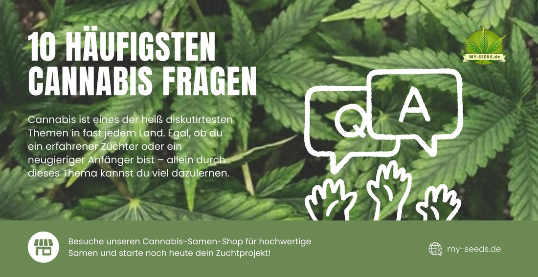 Häufige Fragen zu Cannabis