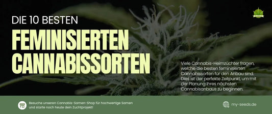 Die 10 besten feminisierten Cannabissorten-My-Seeds
