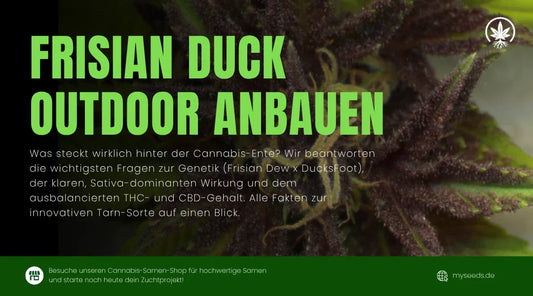 Frisian Duck Outdoor: Stealth-Anbau Guide