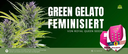 green-gelato-kaufen