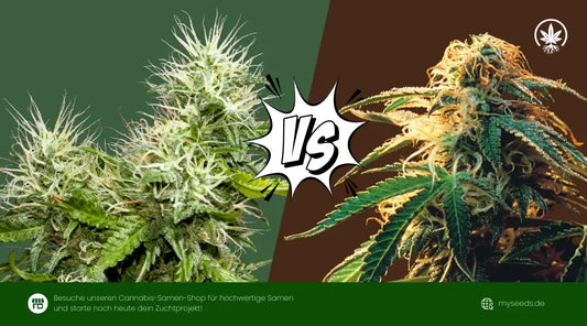 OG Kush vs Hindu Kush Vergleich mit zwei markanten Blüten im direkten Gegenüber