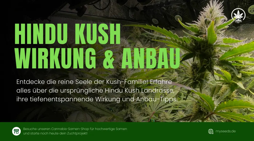 Hindu Kush Infografik mit Blüten im Indoor-Grow und Infos zu Wirkung und Anbau