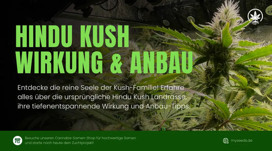 Hindu Kush Infografik mit Blüten im Indoor-Grow und Infos zu Wirkung und Anbau