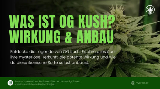 OG Kush Infografik mit Titel zur Wirkung und Tipps zum Anbau der Sorte