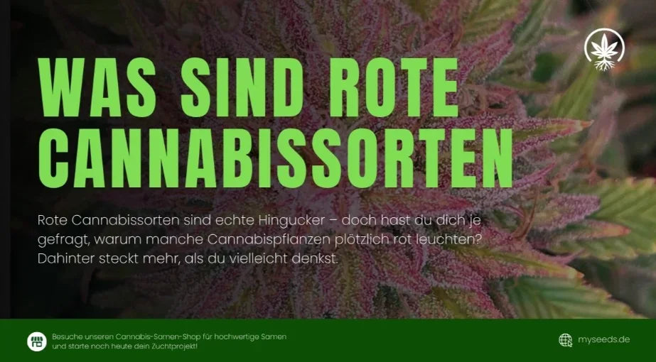 Warum sind manche Cannabissorten rot?