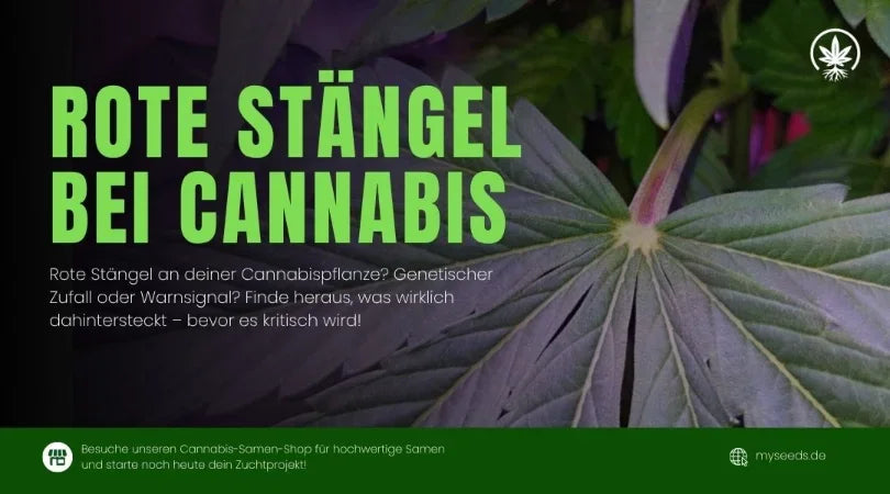 Rote Stängel Cannabis Pflanze, die rote Stängel zeigt, was auf mögliche Stressfaktoren oder Umweltprobleme hinweist.