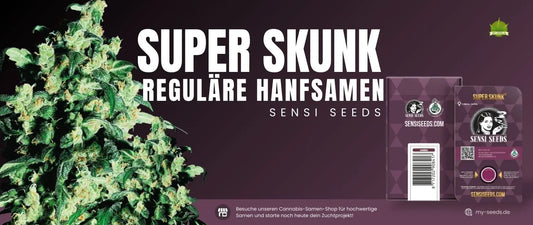 Super Skunk reguläre Hanfsamen von Sensi Seeds – Indica-dominierte Cannabissorte mit hoher THC-Potenz, intensivem Skunk-Aroma und einfacher Anbauweise.