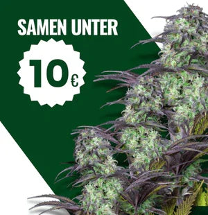 knstliche blumen wie echt im topf Blume Topf "Terracotta Daisy" Gnseblmchen knstlich 3 Farben 20cm