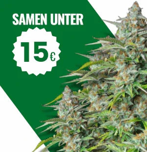 Günstige Cannabissamen unter 15€ kaufen – ertragreiche, robuste Sorten für erfolgreichen Indoor- und Outdoor-Anbau.