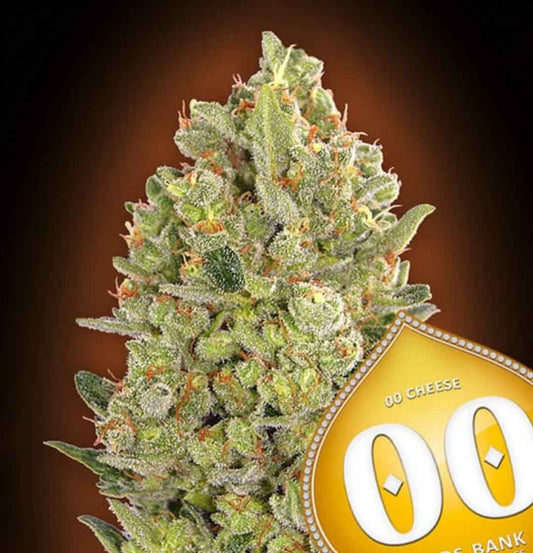 00 Cheese Cannabisblüte mit dichten, harzüberzogenen Knospen und orangefarbenen Pistillen.