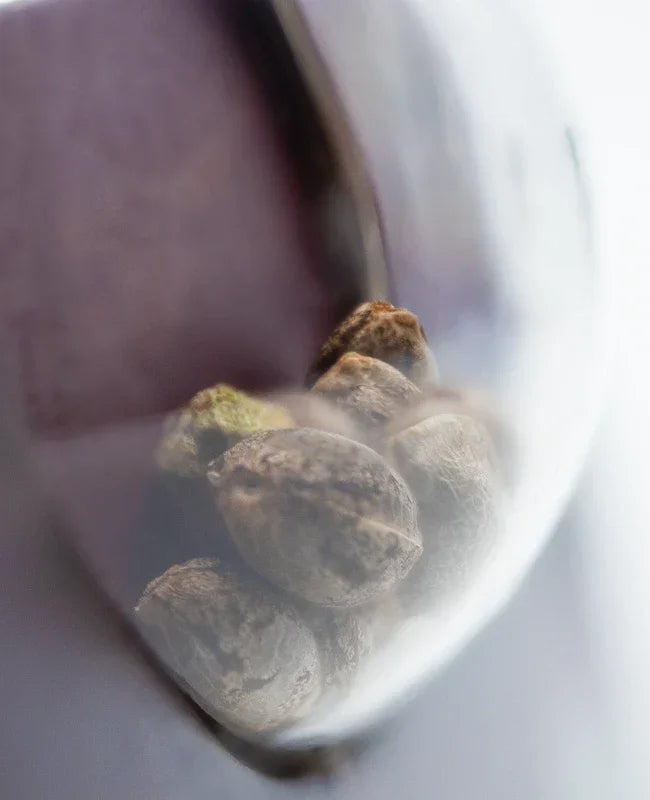 Nahaufnahme mehrerer Afghani #1 Cannabissamen mit natürlicher Marmorierung in einer transparenten Verpackung