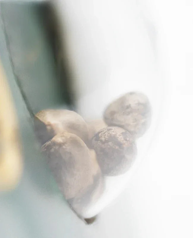 Mehrere Super Skunk Cannabissamen in einem transparenten Keimglas aus nächster Nähe fotografiert