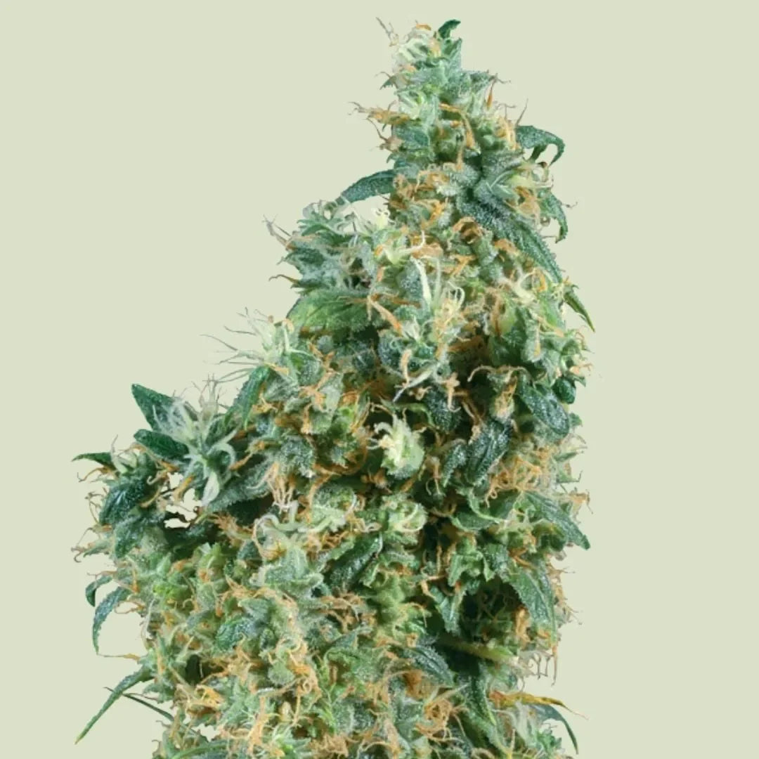 Harzige First Lady Cannabispflanze mit dichten, orangenen Blütenhaaren und grünen, kristallüberzogenen Blättern