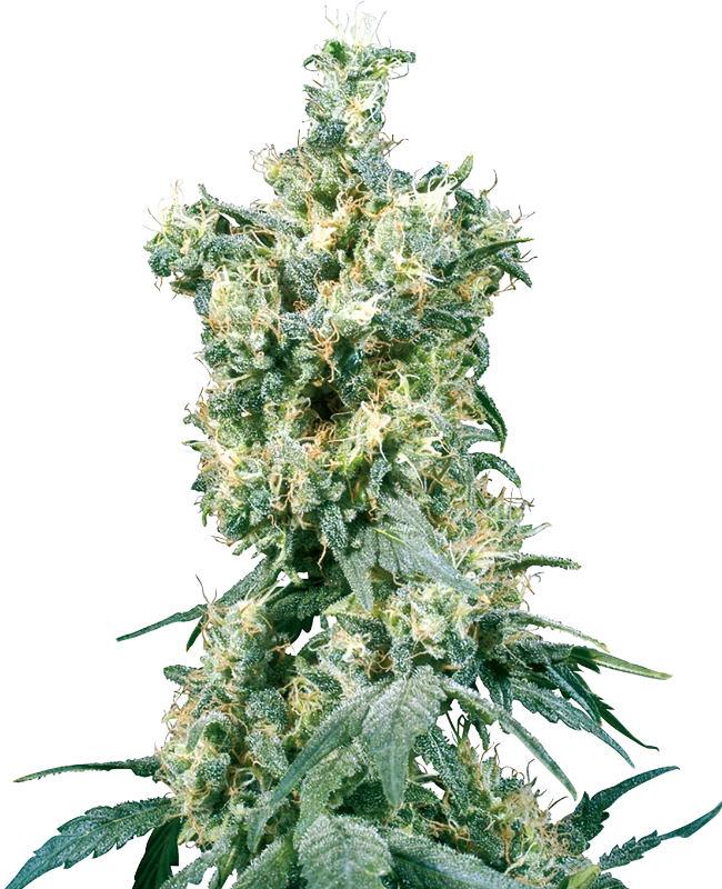 Kräftige American Dream Cannabispflanze mit dichten, harzigen Buds und orangefarbenen Blütenhaaren.